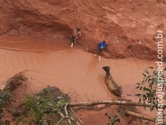 Bombeiro são acionados para resgatar vacas atoladas em voçoroca Bombeiro são acionados para resgatar vacas atoladas em voçoroca