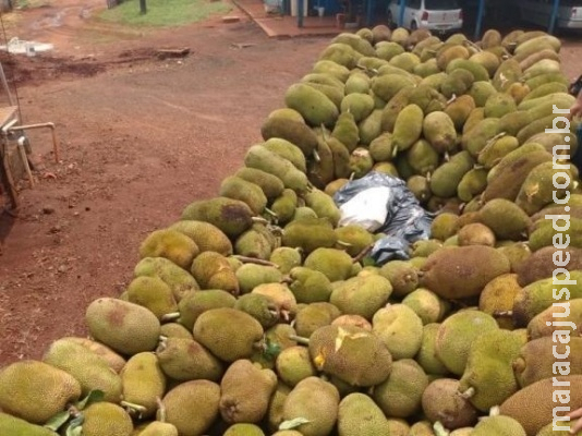 Caminhoneiros são presos com maconha escondida em meio a jacas