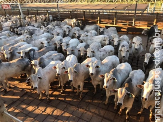 China leva fama pela alta da carne, mas seca e lucro são os vilões