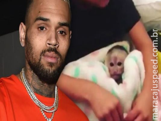 Chris Brown é multado em R$140 mil por comprar macaco ilegal