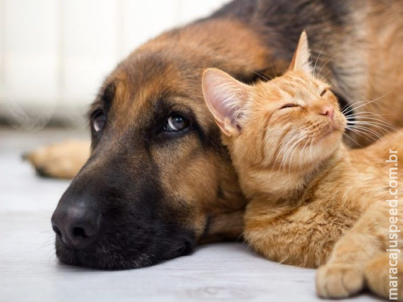 Comissão aprova aumento de pena para maus-tratos a cães e gatos Comissão aprova aumento de pena para maus-tratos a cães e gatos