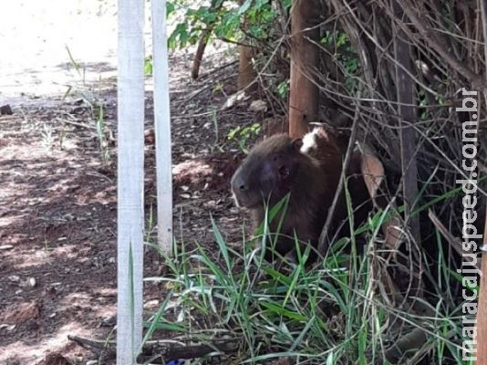 Demora no resgate de capivara ferida deixa moradora indignada