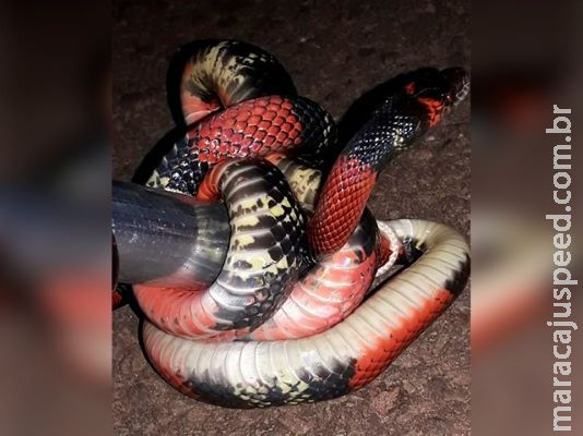Dona de casa encontra serpente no quintal da residência no Nova Lima