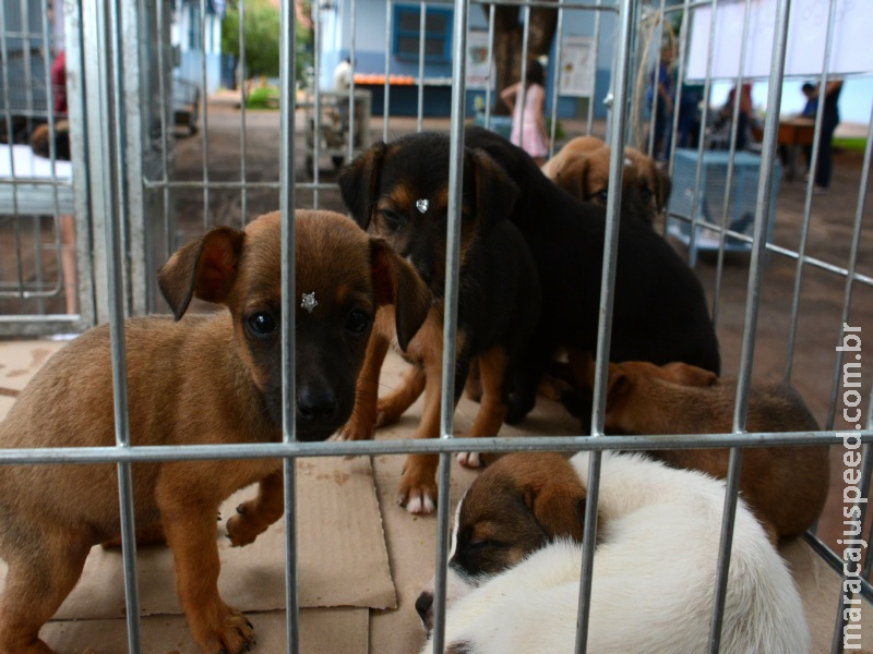 Em campanha contra abandono, CCZ realiza feira de adoção de animais neste sábado