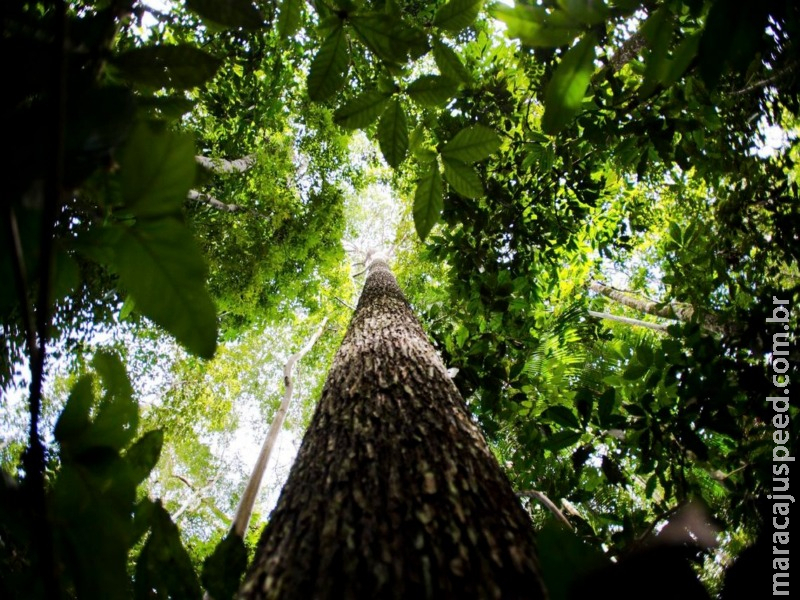 Empresários avaliam que licenciamento ambiental é fundamental Empresários avaliam que licenciamento ambiental é fundamental
