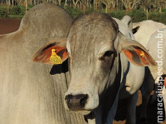 Genômica mostra influência do sexo dos reprodutores na maciez da carne bovina