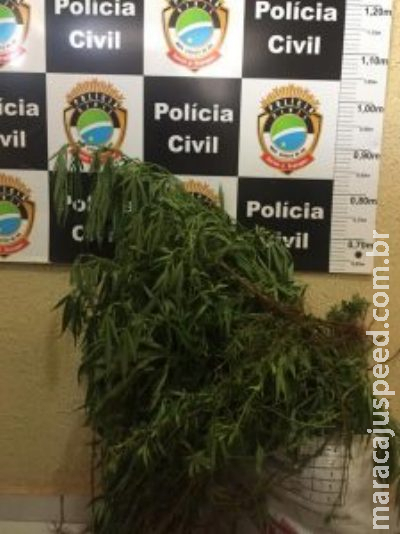 Indígena é preso após polícia flagrar plantação de maconha em aldeia Indígena é preso após polícia flagrar plantação de maconha em aldeia