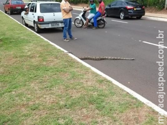 Jiboia para o trânsito para atravessar avenida no Parque dos Poderes
