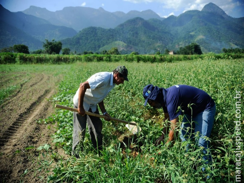 Jovem no campo contribui para modernizar agricultura, diz especialista Jovem no campo contribui para modernizar agricultura, diz especialista