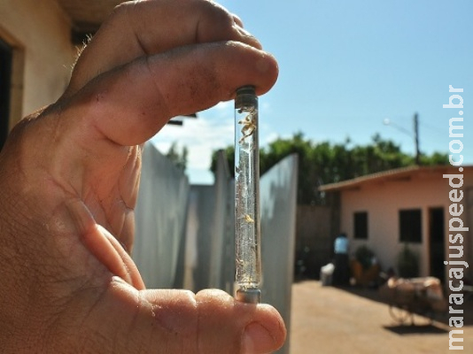 Lei autoriza criação de "disque-dengue" via WhatsApp Lei autoriza criação de "disque-dengue" via WhatsApp