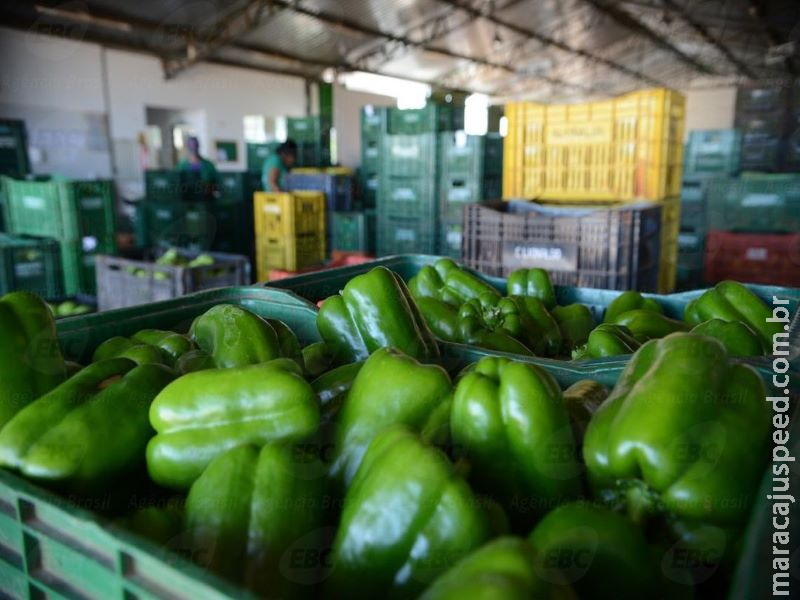 Maioria dos vegetais é segura para consumo; 8% têm irregularidades Maioria dos vegetais é segura para consumo; 8% têm irregularidades