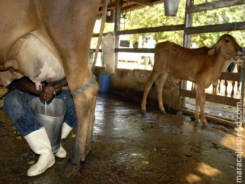 Meta da agropecuária é abastecer mercado interno, diz Tereza Cristina Meta da agropecuária é abastecer mercado interno, diz Tereza Cristina