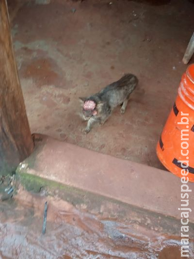 Moradora encontra gato com os olhos arrancados e ferimento na cabeça Moradora encontra gato com os olhos arrancados e ferimento na cabeça