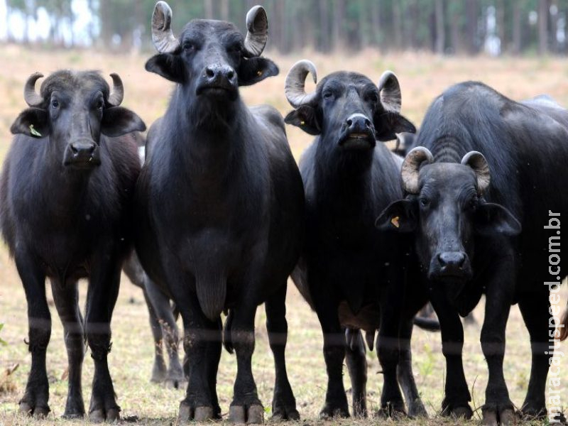 Mulher sofre diversas fraturas após ser atacada por manada de búfalos em MS