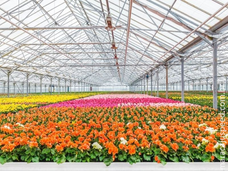 Novas regras simplificam o registro de defensivos agrícolas para flores e plantas ornamentais