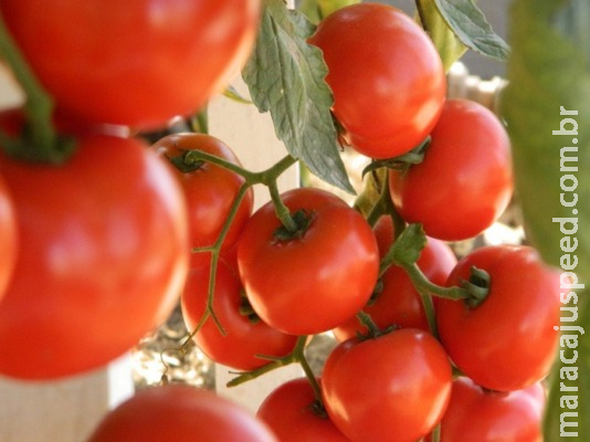 Novo método funciona como vacina para controle de viroses em tomateiro