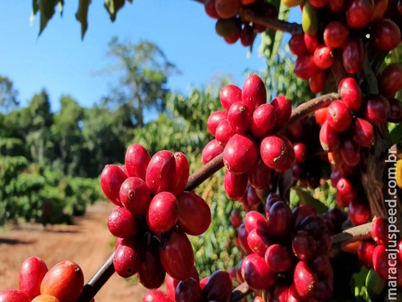 Pesquisa fundamenta primeira Indicação Geográfica de café canéfora do mundo