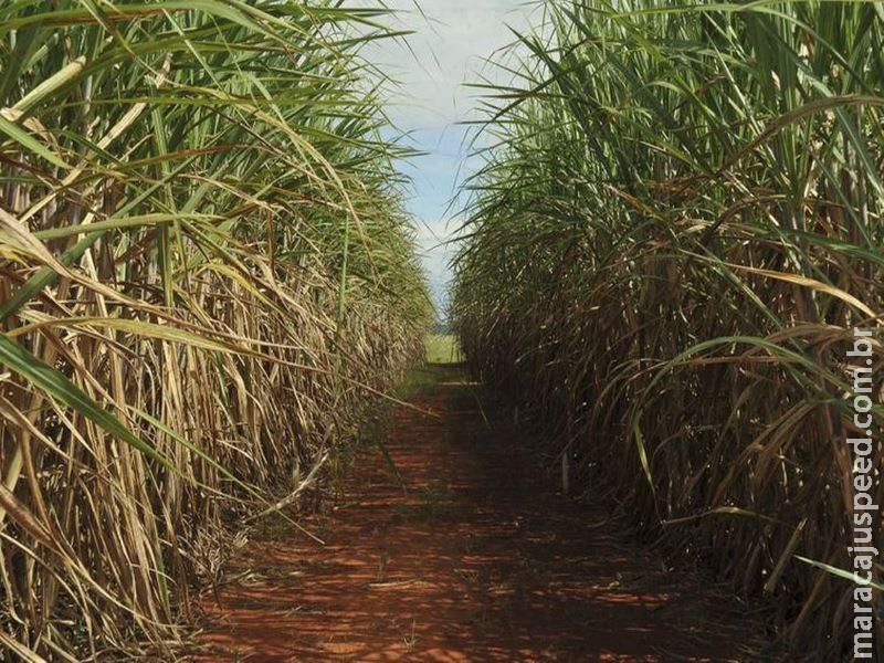 Produção de etanol na safra 2019/2020 deve aumentar 7,1%, diz Unica Produção de etanol na safra 2019/2020 deve aumentar 7,1%, diz Unica