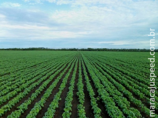 Produtores fecham plantio da soja com atraso de duas semanas no Estado Produtores fecham plantio da soja com atraso de duas semanas no Estado