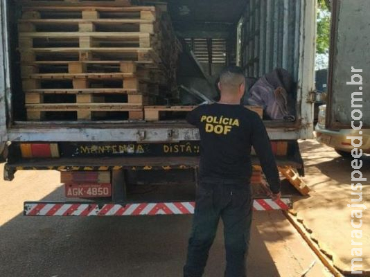 Serralheiro é preso com 451 quilos de maconha em caminhão-baú Serralheiro é preso com 451 quilos de maconha em caminhão-baú