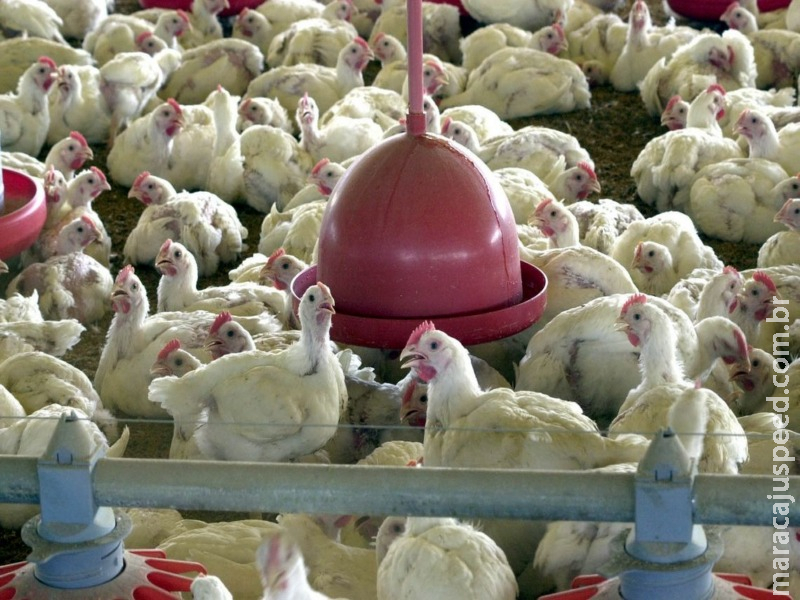 Setor prevê fechar 2019 com aumento da produção de carne de frango Setor prevê fechar 2019 com aumento da produção de carne de frango