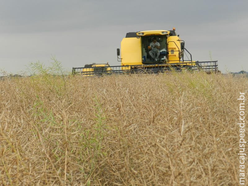 Simpósio aponta desafios para a canola no Brasil