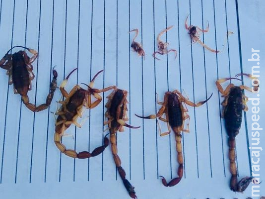 Ao fazer limpeza em terreno, família acha dezena de escorpiões em casa: 