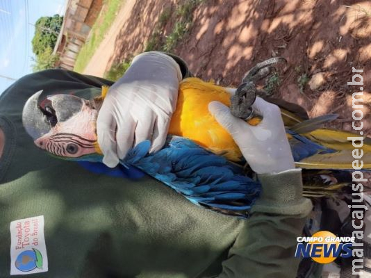 Arara-canindé é resgatada pelos Bombeiros após ficar presa em linha de pipa Arara-canindé é resgatada pelos Bombeiros após ficar presa em linha de pipa