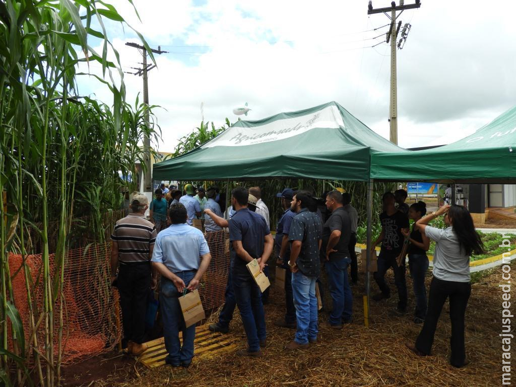 Área com o sorgo gigante vira “point” para produtores no Showtec 2020 Área com o sorgo gigante vira “point” para produtores no Showtec 2020