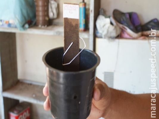 Armadilhas vão monitorar comportamento do mosquito da dengue e determinar ações