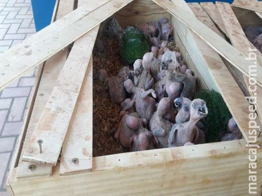 Arrecadação em multas por tráfico de animais em MS aumentou 447% em 2019 Arrecadação em multas por tráfico de animais em MS aumentou 447% em 2019