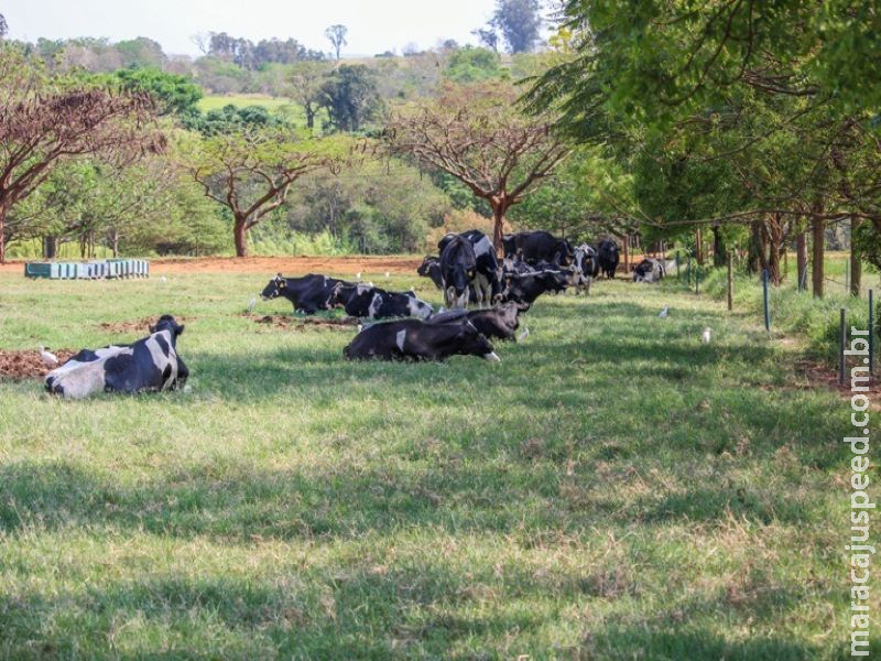 Boas práticas de manejo melhoram índices reprodutivos do rebanho leiteiro