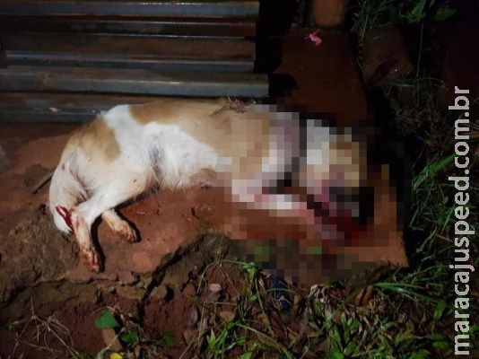 Cadela é morta a pauladas enquanto procurava comida em lixo de moradora Cadela é morta a pauladas enquanto procurava comida em lixo de moradora