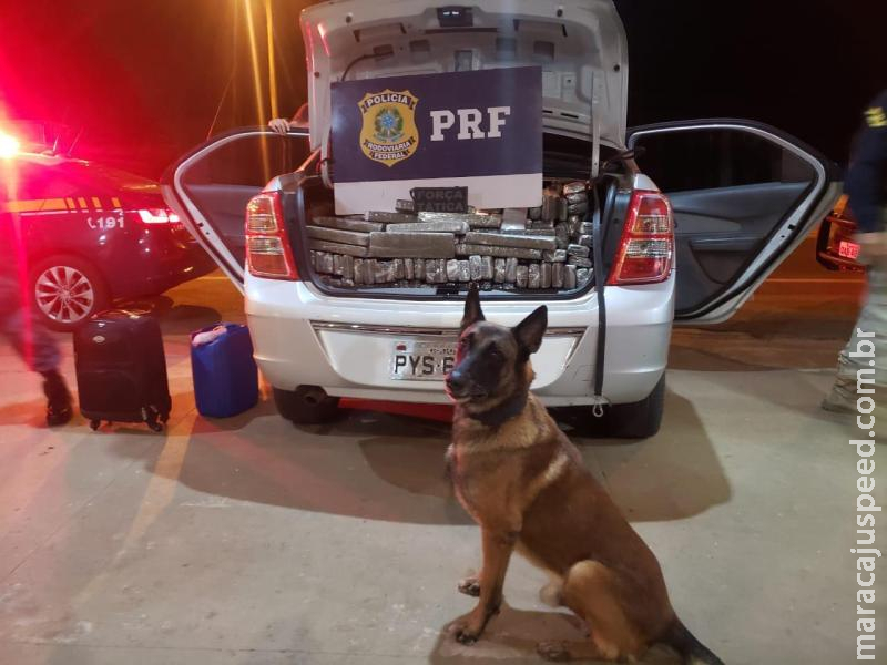 Cão farejador colabora para apreensão de 510 kg de maconha na BR-163 Cão farejador colabora para apreensão de 510 kg de maconha na BR-163