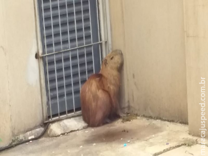 Capivara é resgatada em região central de Dourados