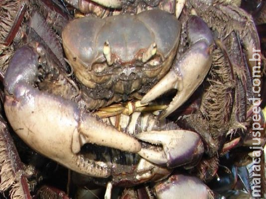 Caranguejo-uçá entra em período de reprodução nos meses de janeiro, fevereiro e março Caranguejo-uçá entra em período de reprodução nos meses de janeiro, fevereiro e março
