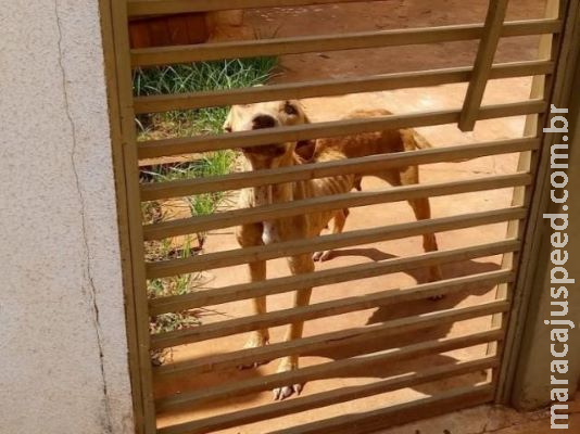 Casal de pitbulls é abandonado e dono de 27 anos alega sofrer de depressão