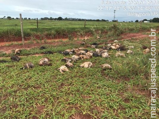 Cem aves são encontradas mortas às margens de rodovia em Mato Grosso do Sul