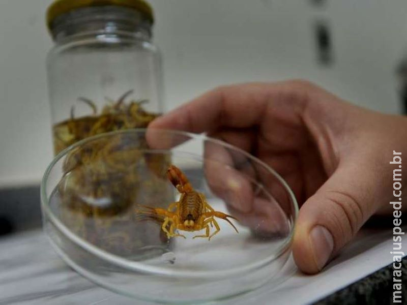 Escorpião em casa: saiba como prevenir essa invasão