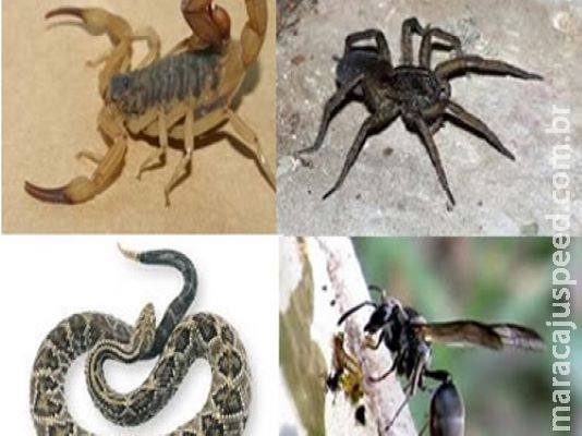 Escorpiões e serpentes são responsáveis por quase 80% dos acidentes com animais peçonhentos
