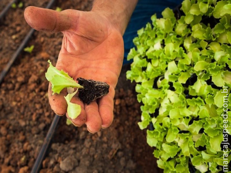 Faturamento da agropecuária brasileira bate recorde em 2019