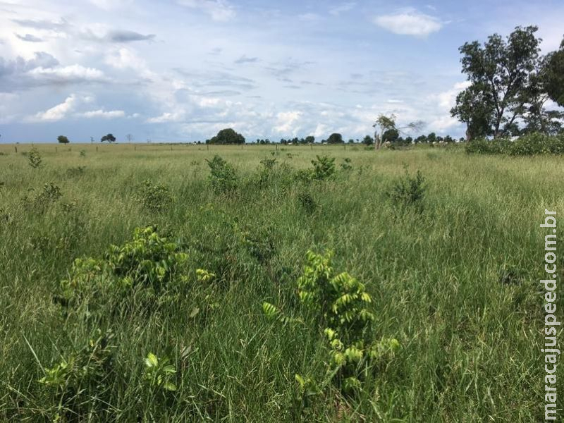 Fazendeiro é multado em R$ 75 mil por desmatar 14 hectares de área protegida