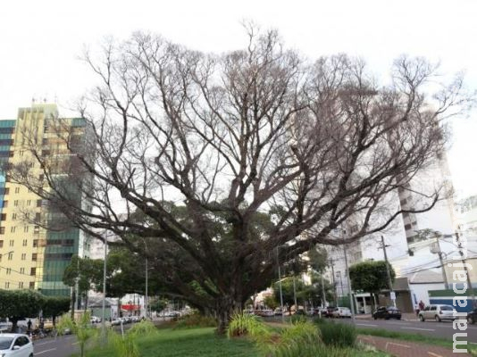 Figueira centenária morre e deve ser retirada da Avenida Afonso Pena