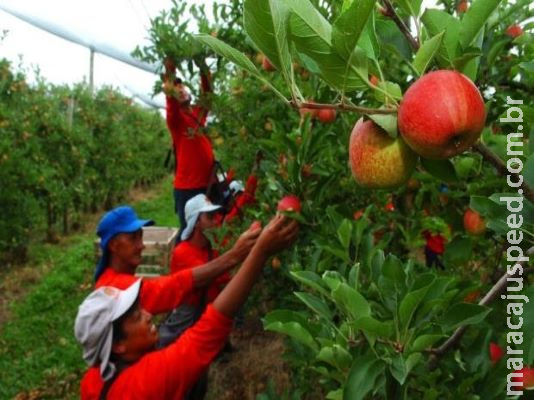Funtrab estima emprego para 5 mil índios de MS na colheita de maça em SC e RS