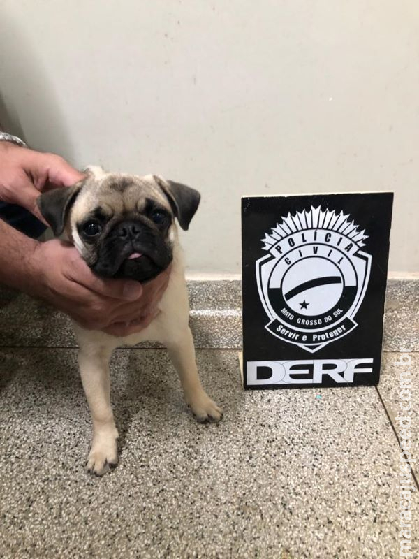 Ladrões que fizeram arrastão são presos com cachorro furtado há dois meses Ladrões que fizeram arrastão são presos com cachorro furtado há dois meses