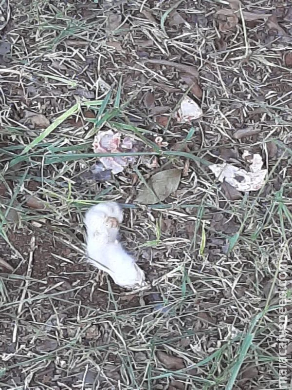 Maus-tratos: Gatos são encontrados sem cabeças e mutilados em cidade de MS Maus-tratos: Gatos são encontrados sem cabeças e mutilados em cidade de MS