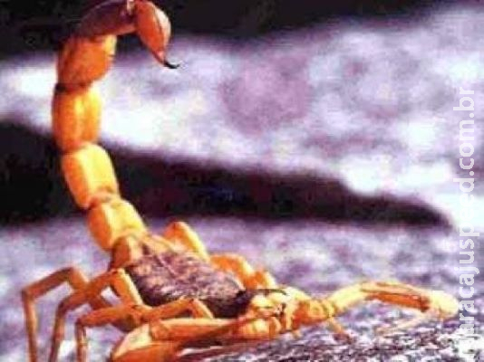 Menina picada por escorpião está estável e não corre risco de morte