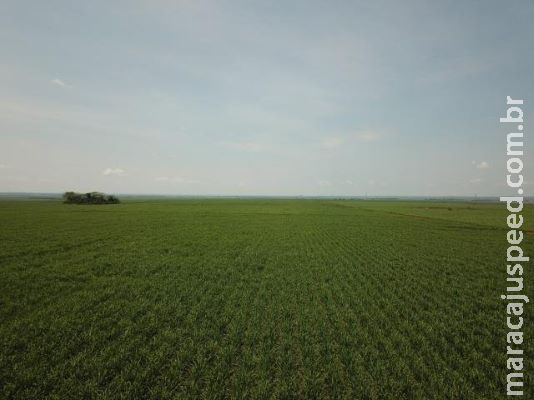 Moagem de cana-de-açúcar atinge 44 milhões de toneladas em MS Moagem de cana-de-açúcar atinge 44 milhões de toneladas em MS