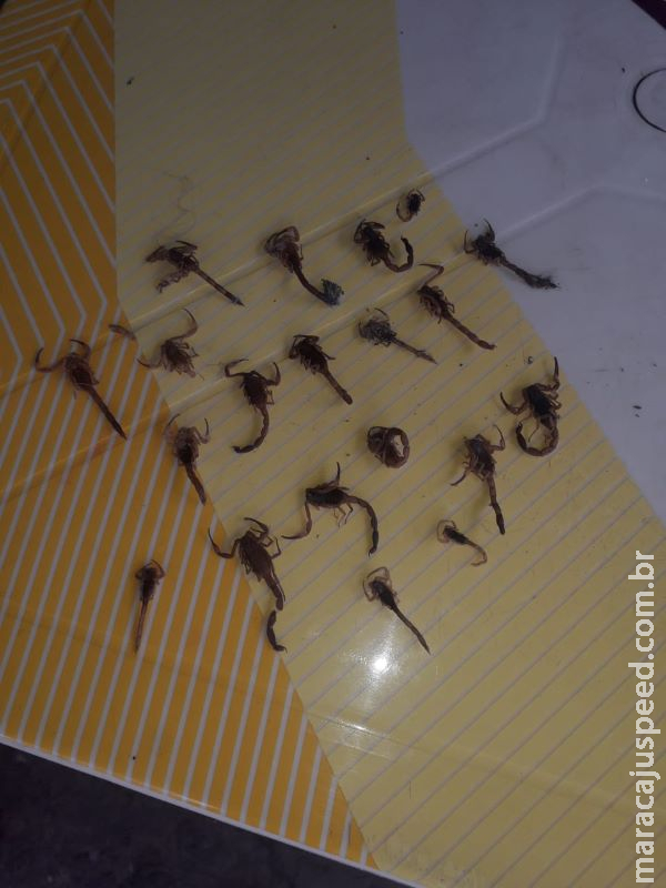 Morador encontra 40 escorpiões em 20 dias; saiba como se proteger