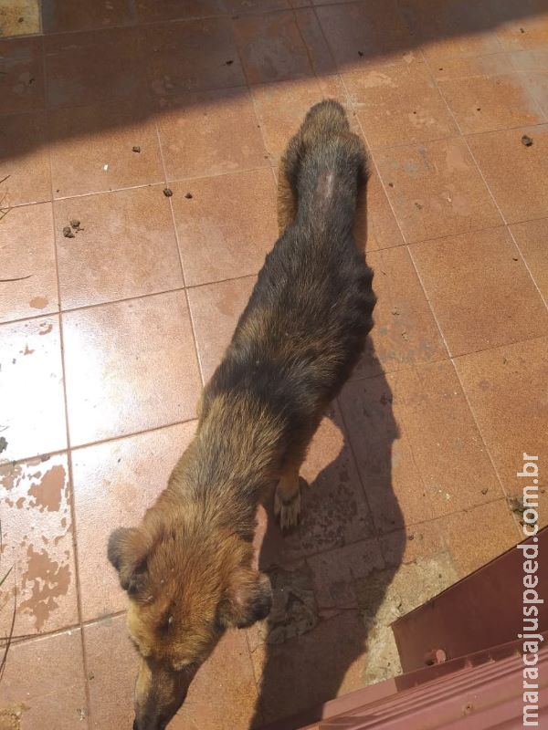 Mulher é multada em R$ 6 mil por maus-tratos ao deixar 3 cães em situação de miséria Mulher é multada em R$ 6 mil por maus-tratos ao deixar 3 cães em situação de miséria